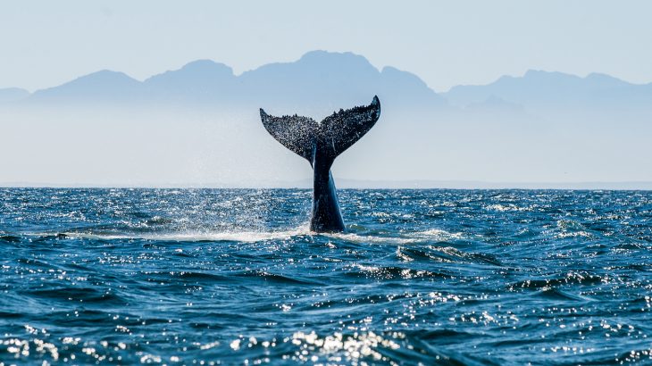 A new method of surveying whale populations using satellites could prove valuable for studying endangered whales in remote areas.