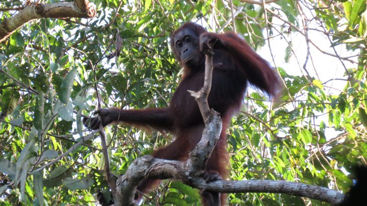 Recent studies on orangutans are contradicting a new report from the Indonesian government, which claims that orangutan populations increased.