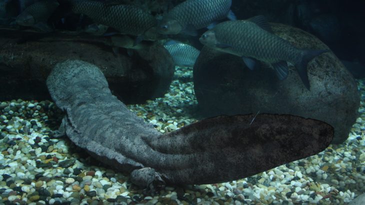 Giant salamanders at first seem like a relic from a distant past that have outlived their time… and this isn’t entirely untrue.