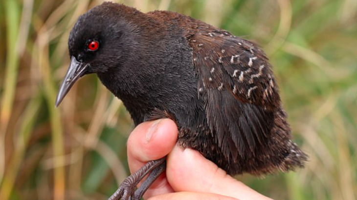The Inaccessible Island rail, so named for the island it calls home, is the world’s smallest flightless bird.