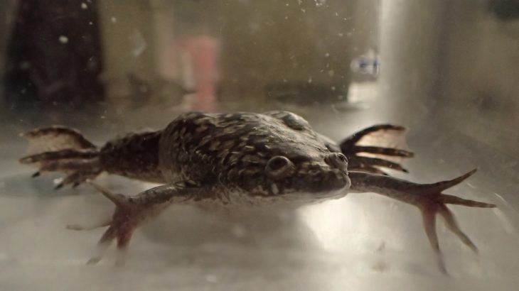 A new discovery gives experts a better understanding of regeneration and could help to advance the treatment of amputation injuries.