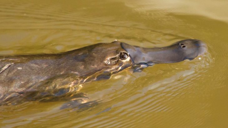 Researchers at the Cary Institute of Ecosystem Studies have found alarming levels of pharmaceutical compounds in stream insects.