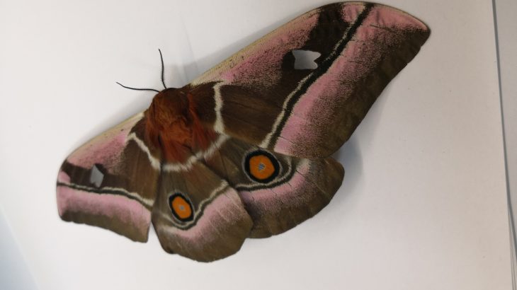 Moths have thick fur that guards against bats which are a primary predator of moths and which use echolocation to hunt.