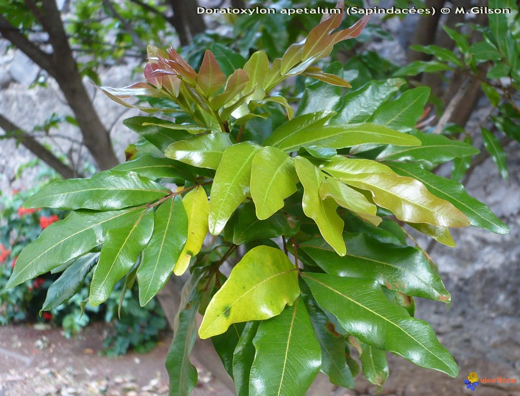 Plantsnap Identify Plants Trees Mushrooms With An App