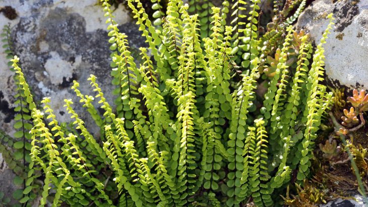 The analysis of a skeleton from the 9th century suggests that ferns were used as a medicinal treatment for colds and dandruff.