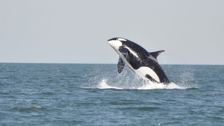 A new project allows you to tune into live streams of orca whales near Washington State and participate in a citizen science initiative.