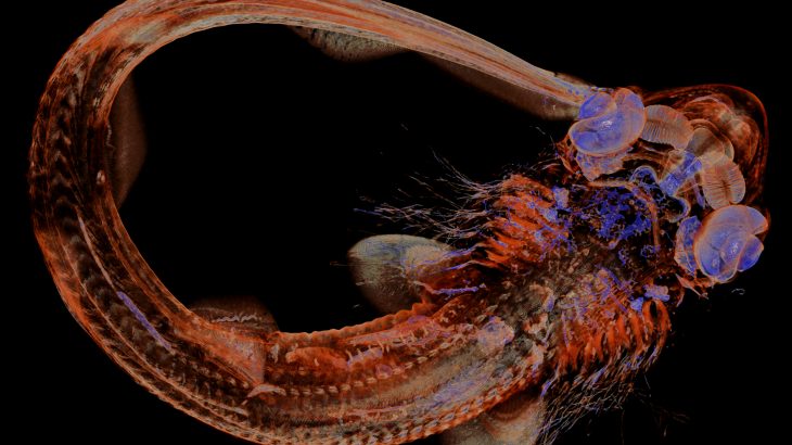 A mechanism that is necessary for the development of bird feather patterns also regulates the construction of sharks’ skin.