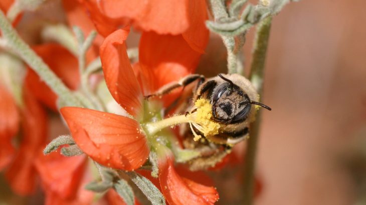 Utah’s Grand Staircase-Escalante National Monument is a hot spot for bee diversity, but the the thriving bees may soon be at risk.