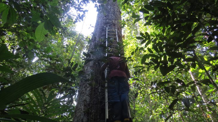 A team of scientists discovered that within 30 years of climate change, the Amazon rainforest is adapting, just not at a fast enough pace.