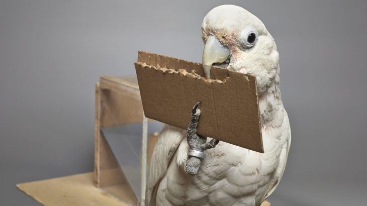 Goffin's cockatoos are a capable tool maker even though they are not as well known for their tool making ability compared to crows and otters.