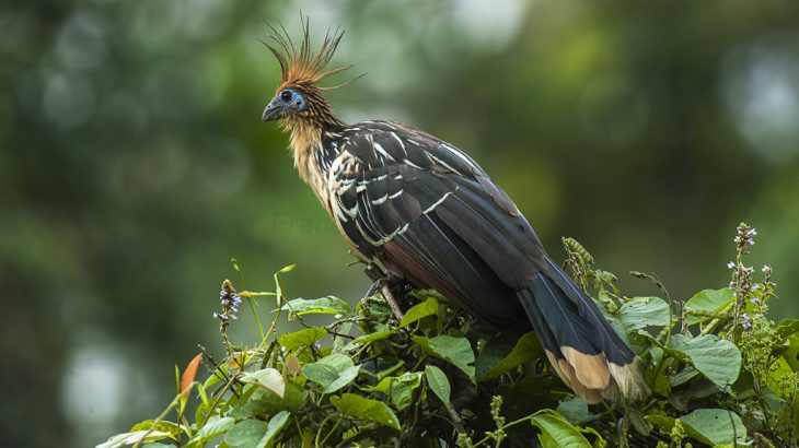 Like cows, hoatzins expel methane through burping, which has given them the charming colloquial name “stink bird.”
