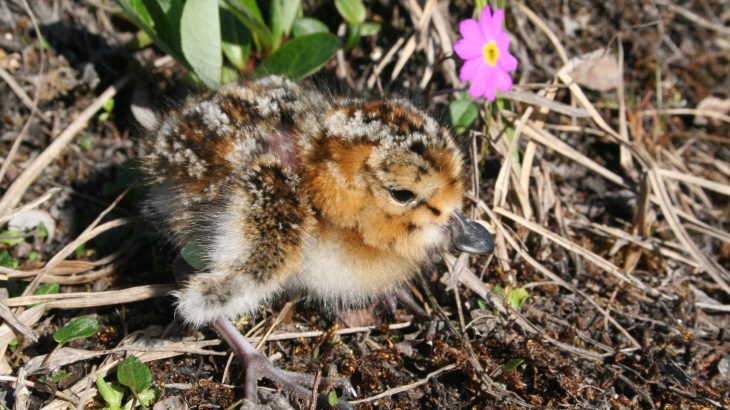 Shorebirds are facing steep population declines due to many factors, but climate change seems to be the biggest driver of species loss.