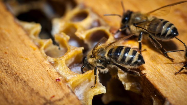 A new study found that exposure to neurotoxic pesticides like neonicotinoids caused measurable changes in worker bee behavior.