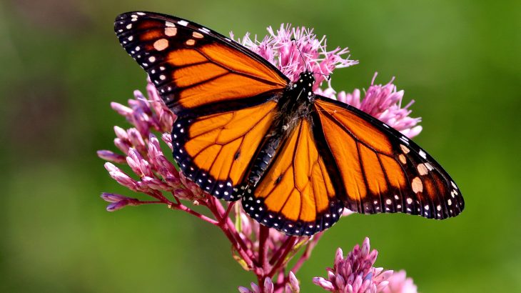 Monarch butterfly populations in North Central Florida have been declining since 1985, and have dropped by 80 percent since 2005.