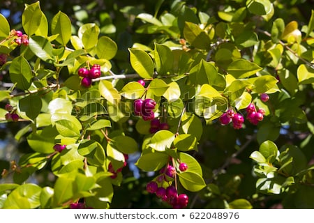 Panay Tree How to care for Panay cherry - Complete Plant Care Guide | PlantSnap ...