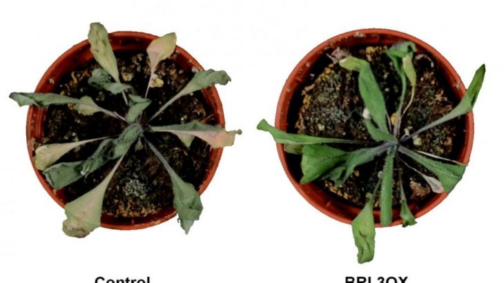 Arabidopsis thaliana plants after drought stress demonstrate a new technique for creating drought-resistant plants that still grow well. On the left a control (wild-type) plant and on the right a plant overexpressing the vascular brassinosteroid receptor BRL3.