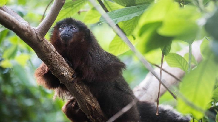 Experts analyzed ancient DNA samples from a now-extinct monkey in an effort to understand why this monkey’s physicality was so different.