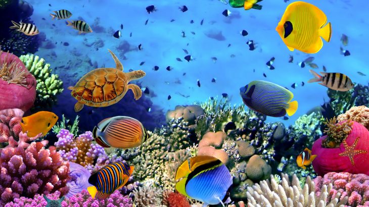 Fish decide to flee depending on the size of the looming stimulus, the location of other fish, and the proximity of a place to hide.