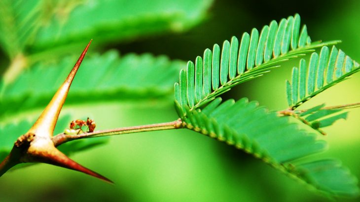 Over time, plants have evolved a system of features that allowed them to use foraging ants to their advantage.