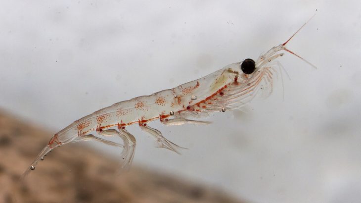 Researchers at the University of Tasmania were surprised to find that adult krill were largely unaffected by increased acidification.