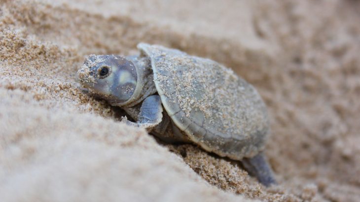 There are some river beaches in the Brazilian Amazon where the turtles are making a comeback thanks to local grassroots protection efforts.