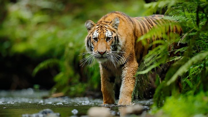 China has announced a temporary halt on its decision to reverse a 1993 ban on the trade of rhino horns and tiger bones.