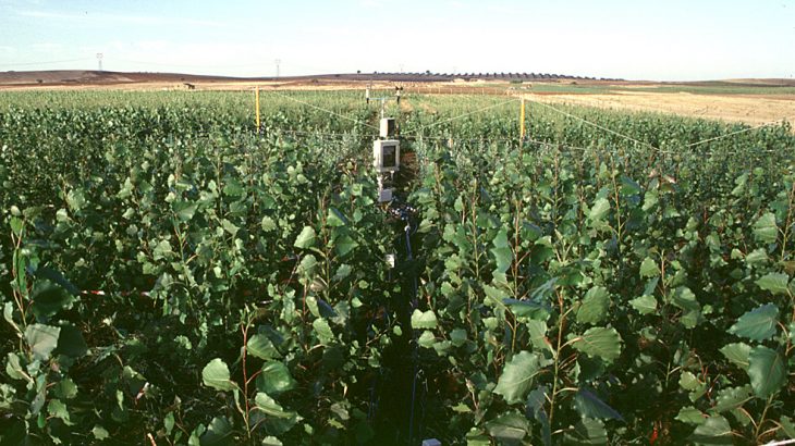 With CO2 emissions, droughts, and heat waves all set to increase, it is vital to understand how these changes will affect global crop yields.