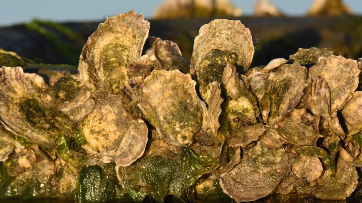 A new study shows significant declines in four major commercially important species of shellfish along the U.S. east coast in recent years.
