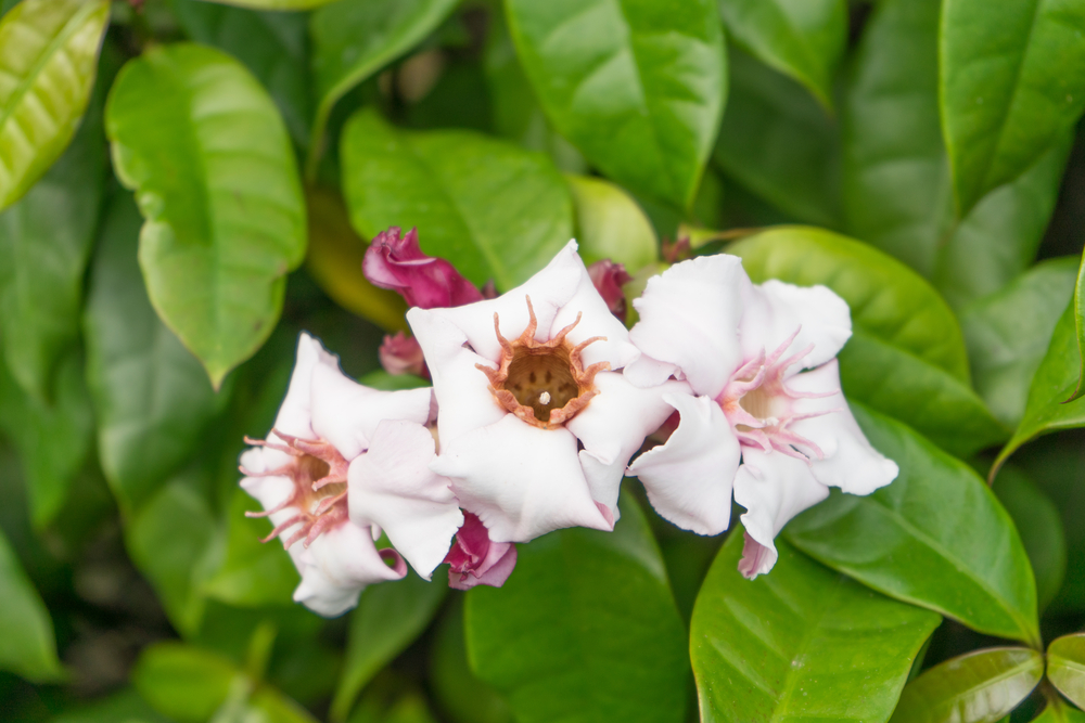 Slender-tail flower