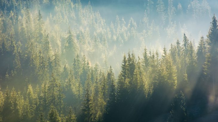 Restoring U.S. forests and coastal wetlands could have a more significant role in mitigating climate change than previously thought.
