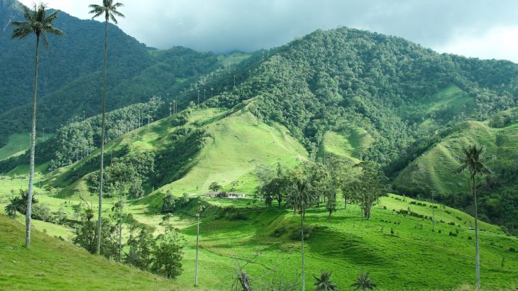Tropical forests across the Andes Mountains are migrating to higher, cooler elevations in response to rising temperatures.
