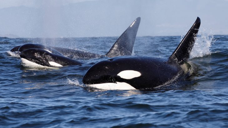 A new study has revealed that killer whales have some of the same sociable personality traits as humans and chimpanzees.