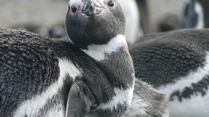 Experts have discovered that animals using a high-risk strategy to find food are particularly threatened with extinction.