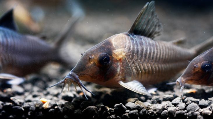 Experts believe the enlarged brains may be linked to electric discharges that are used by the fish to communicate and locate prey.
