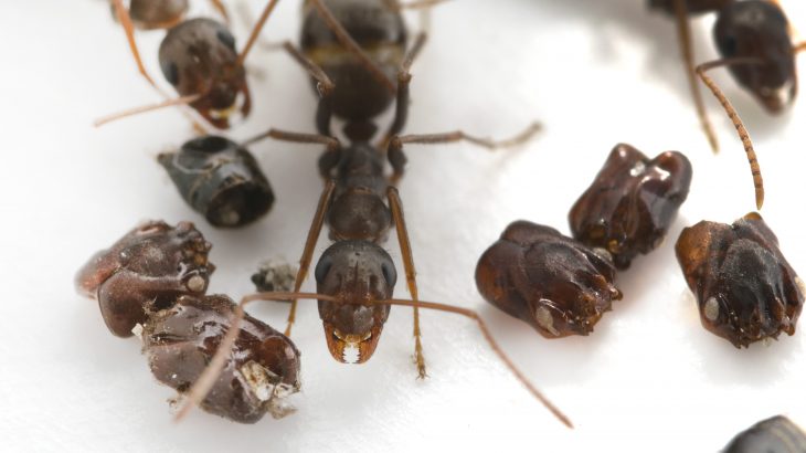 New research has revealed the behavioral strategies of a Florida ant that decorates its nest with the dismembered body parts of other ants.
