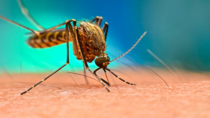 Scientists have managed to fully map a mosquito genome which could help to combat the spread of the deadly viruses carried by this species.