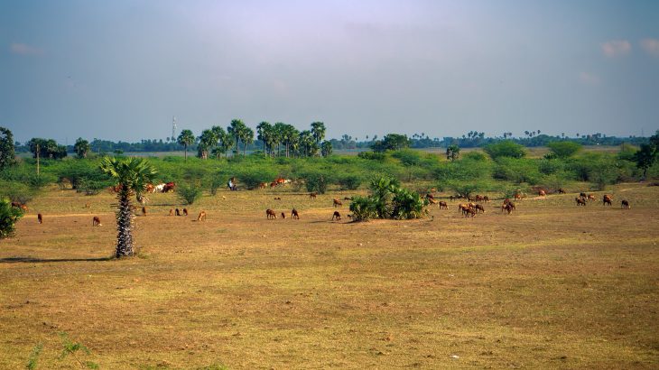 What is Overgrazing?