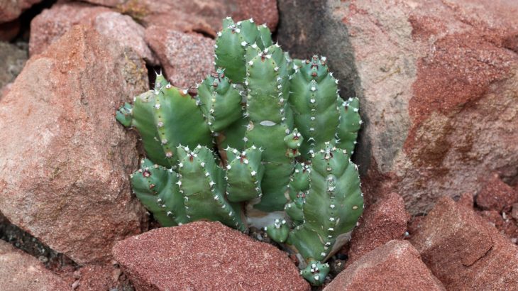 Euphorbia resinifera produces a nerve-destroying chemical that could be used to shut down chronic pain.