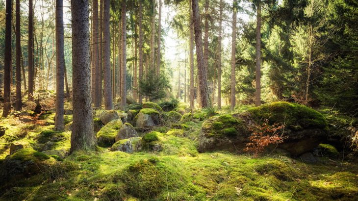 In the soil of Harvard Forest in Massachusetts, researchers found giant viruses that were up to hundreds of times larger than other viruses.