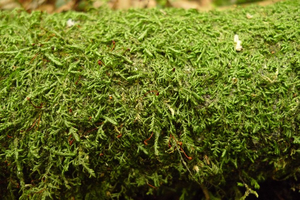 Oblong-leaf pendulum moss