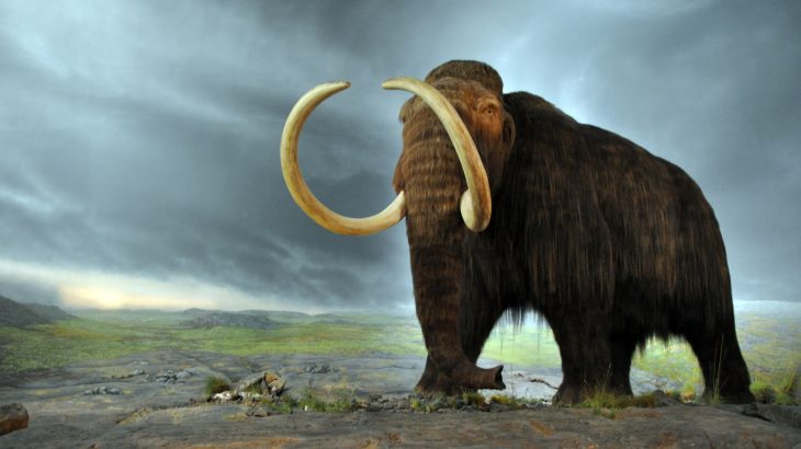 As scientists race to make the impossible possible, it’s worthwhile to stop and take a minute to consider the ramifications of de-extinction.