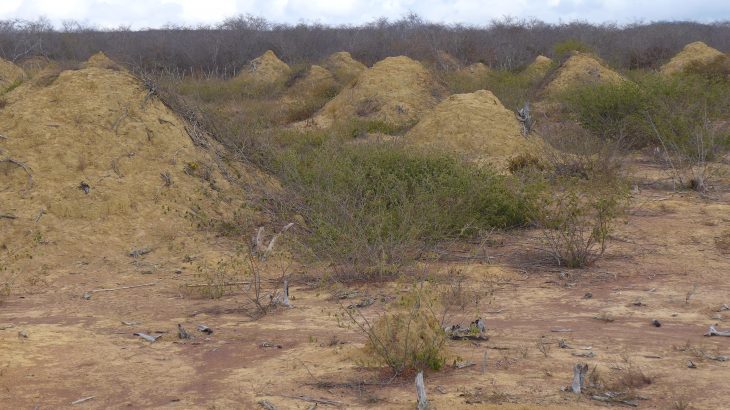 In northeastern Brazil, there exists an expansive network of termite mounds so large you can see them from space using Google Earth.