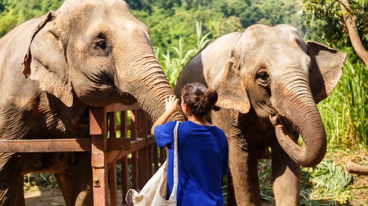Travelers now want to visit wild animals in a more natural setting, but these attractions can be marked by the same inhumane conditions.