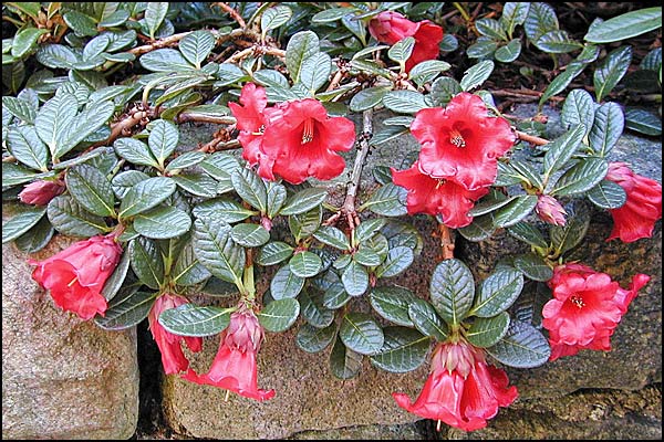 Rhododendron Forrestii Papillatum -- Earthpedia plant