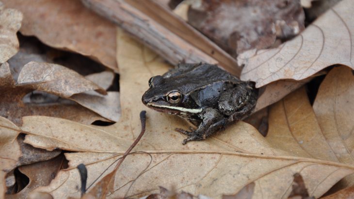 When frogs from quiet ponds are relocated close to the highway, they experience stress that impairs their immune systems.