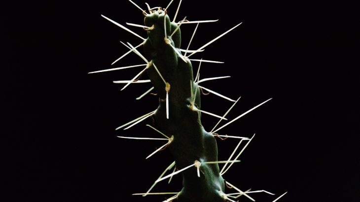 A recent study details the biomechanics of prickly, puncturing cactus plants and how their spine structure influences their effectiveness.