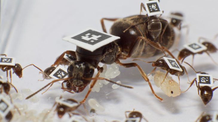 By adapting their social organization, ants work together to protect the queen, brood, and young workers from becoming sick.