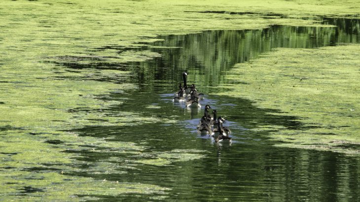 Lake Erie is prone to harmful algal blooms during the summer months, sometimes growing so large as to make drinking water unsafe.