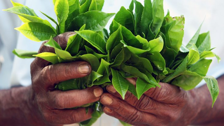 Smallholder farms are a vital source of food security, financial independence, and labor for many people in developing countries.
