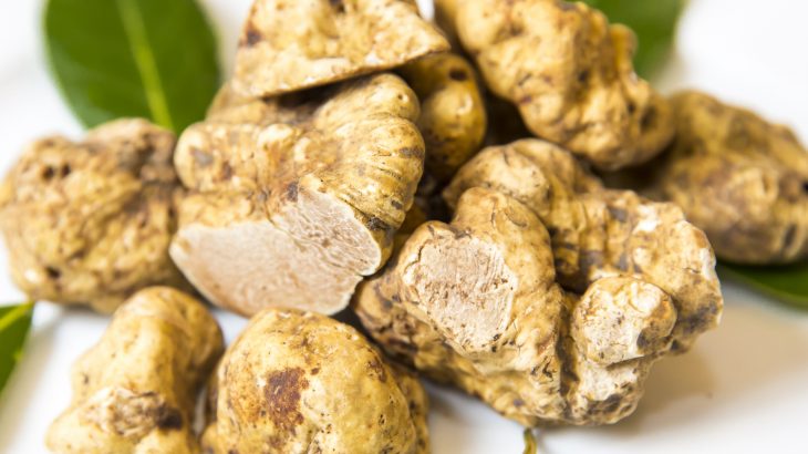 A new study predicts that the truffle industry could all but disappear due to climate change in the next 50 years.